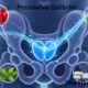 Prostavive Colibrim